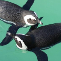 Átadták a Szegedi Vadaspark új pingvinbemutatóját