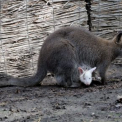 Albínó Benett-kenguruk születtek a  Vadasparkban