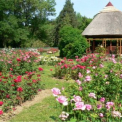 125 rózsafajta virágzik a Füvészkert rózsakertjében
