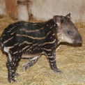 Nőstény kis tapír született a vadasparkban