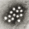 Amit a fertőző májgyulladás-járványról tudni kell