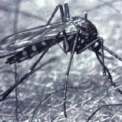 Biológiai szúnyoggyérítés Szegeden
