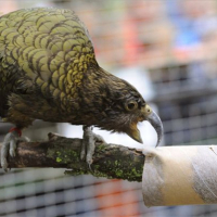 A világ egyik legokosabbnak tartott madárfaja látható a Szegedi Vadasparkban