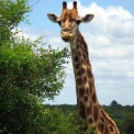Elpusztult a Szegedi Vadaspark legfiatalabb zsiráfbikája