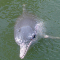 Új delfinfaj – a Pápua púposdelfin !