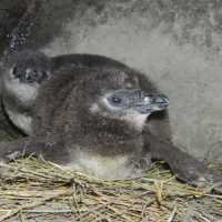 Pingvinfiókák születtek a  Vadasparkban