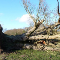 Óriási fapusztulást okoztak a téli esők és viharok Nagy-Britanniában