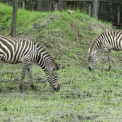 Új zebracsapat érkezett a Szegedi Vadasparkba