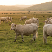 Takarmányozott marhák anyagcsere májbetegsége